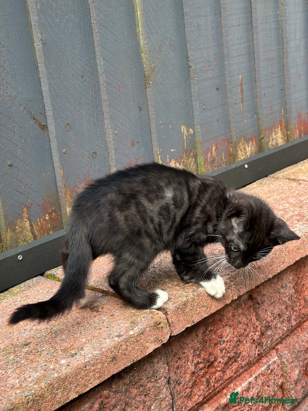 Bengal cats for sale: Gorgeous Bengal X Kittens!! Price Reduced!! - Image 10