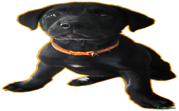 Borador dogs for sale: Black Collie X Labrador Ready to leave 26th Oct - Image 12