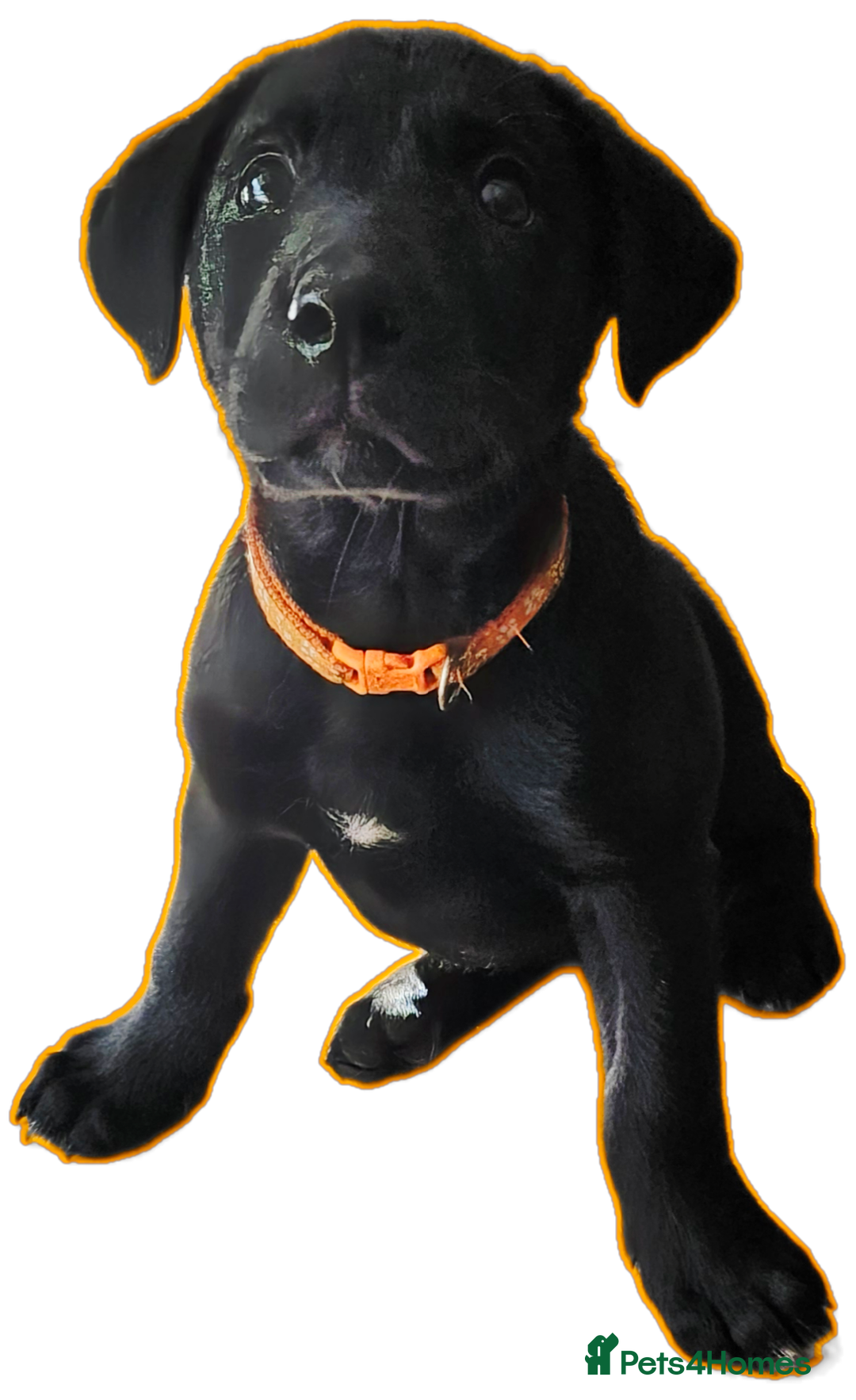 Borador dogs for sale: Black Collie X Labrador Ready to leave 26th Oct - Image 12