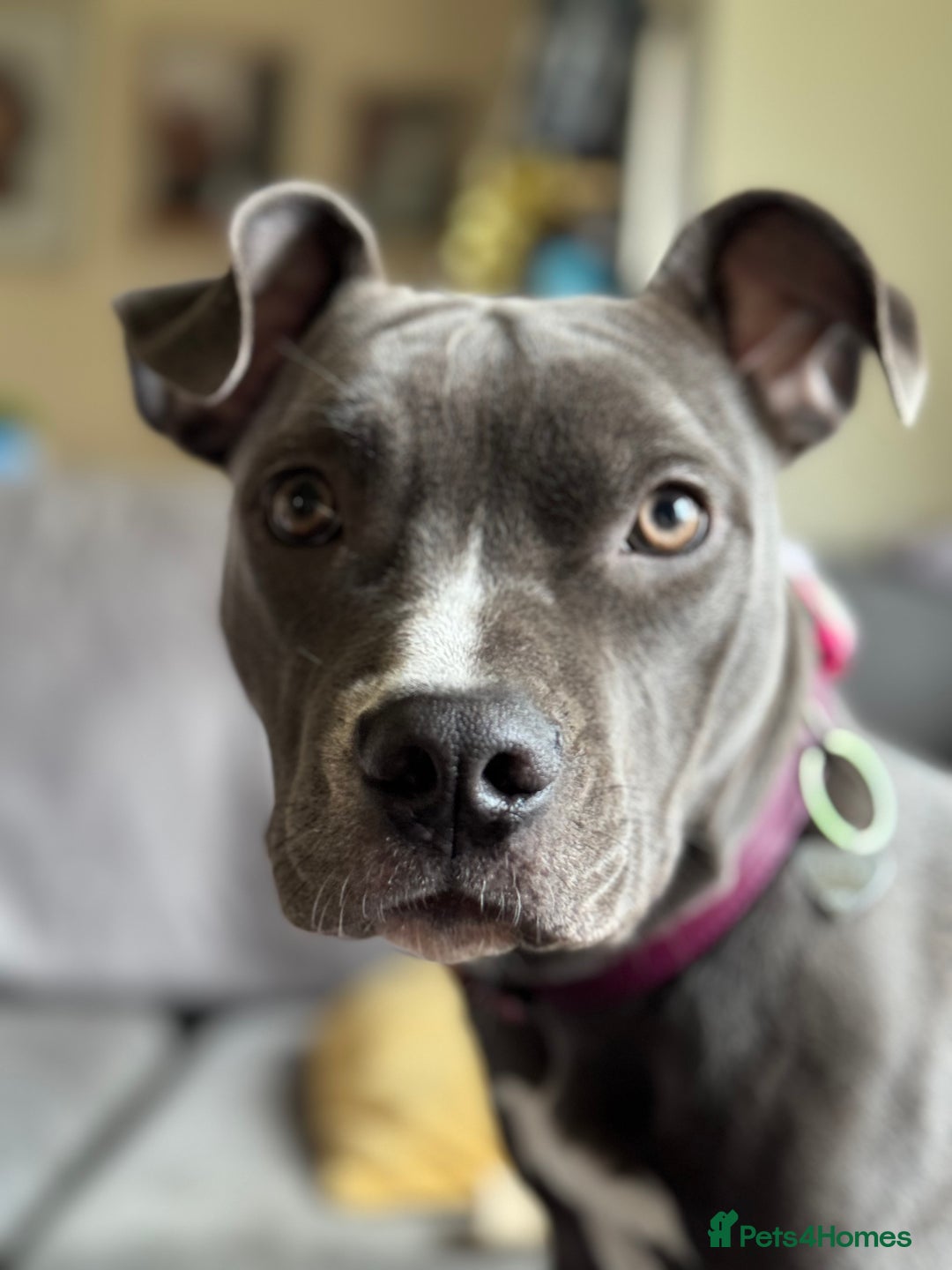 Staffordshire Bull Terrier dogs for sale: Rehoming, please read below. - Advert 3