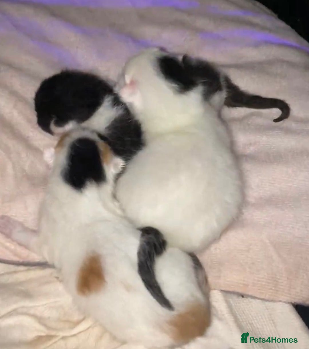 British Shorthair cats for sale: 3 stunningly gorgeous baby’s  - Advert 5