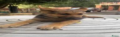 German Shepherd 2