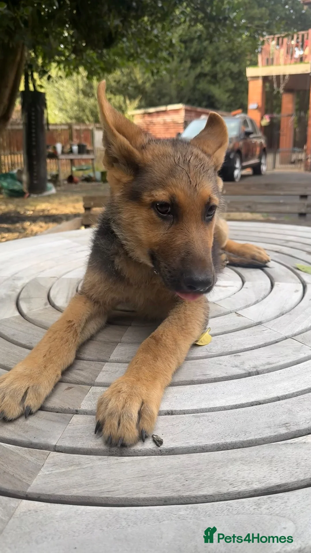 German Shepherd dogs for sale: german shepherd puppies  - Advert 2