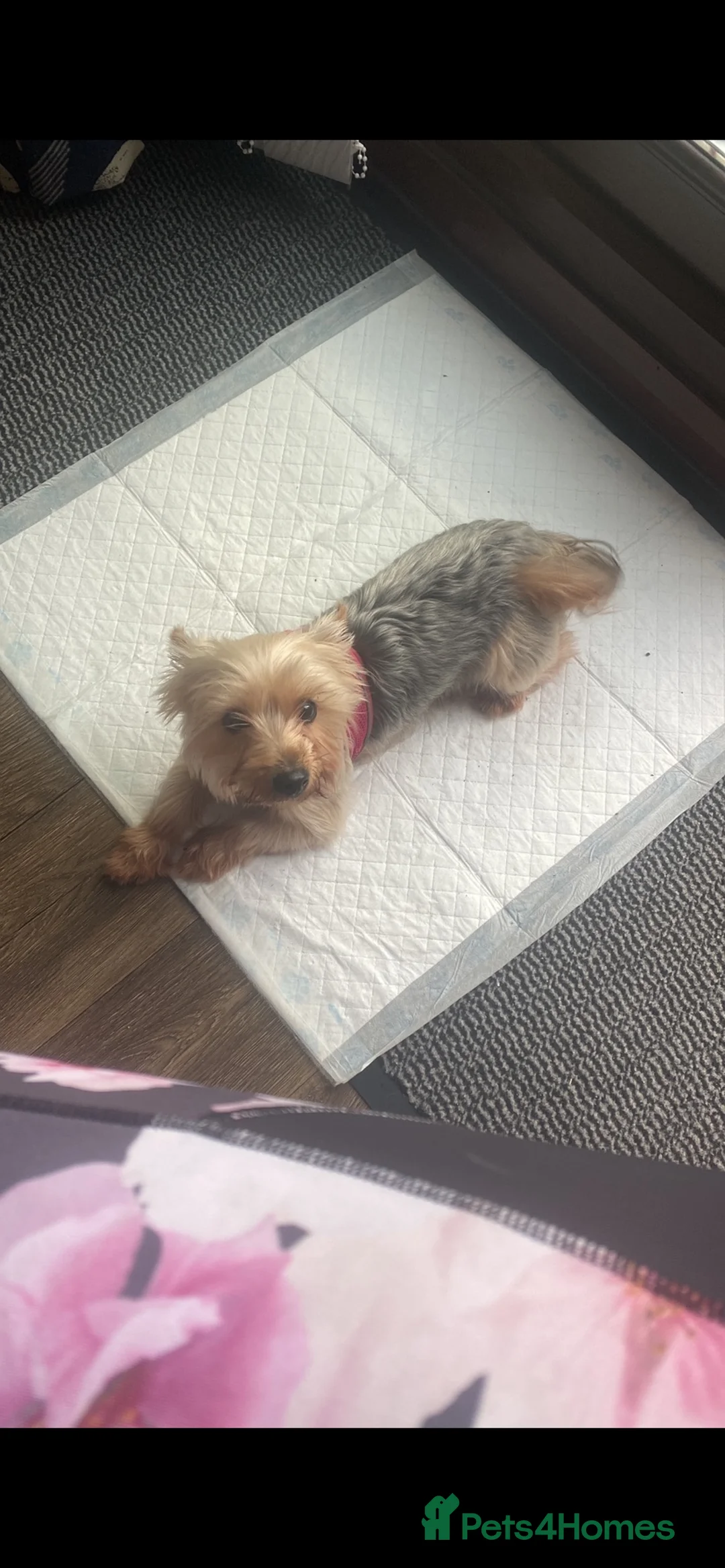 Yorkshire Terrier dogs for sale: 2 Stunning Minature Yorkshire terrier puppies 🩷💙 - Advert 2