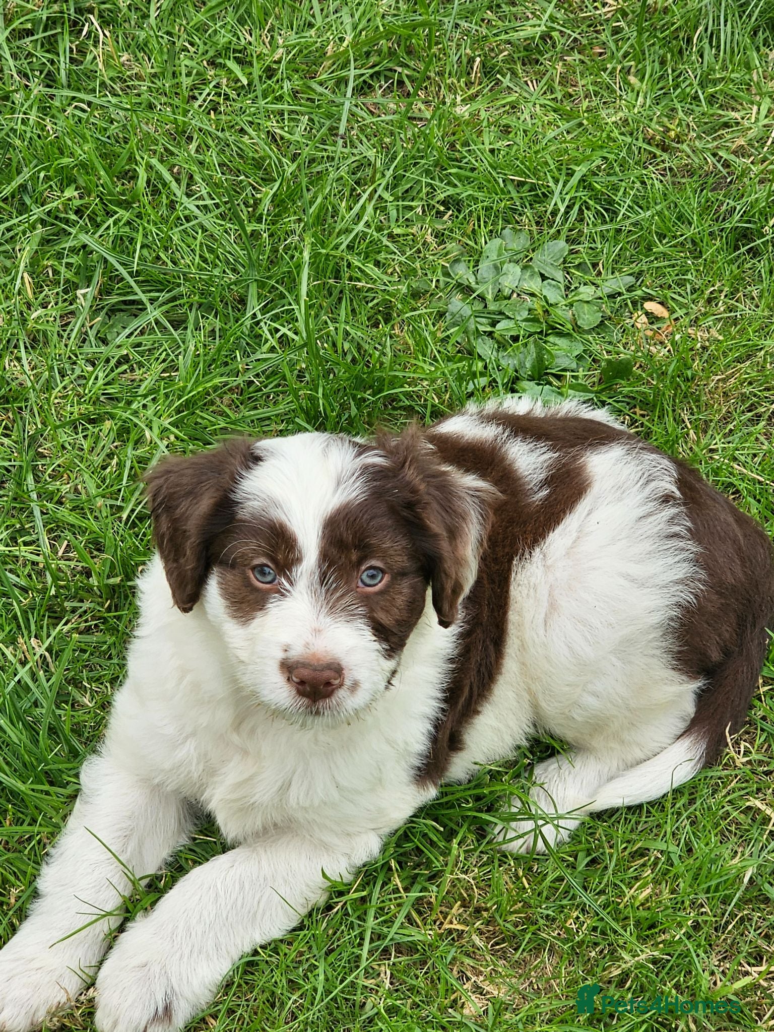 Bordoodle dogs Handsome doodle boy pups - Advert 1