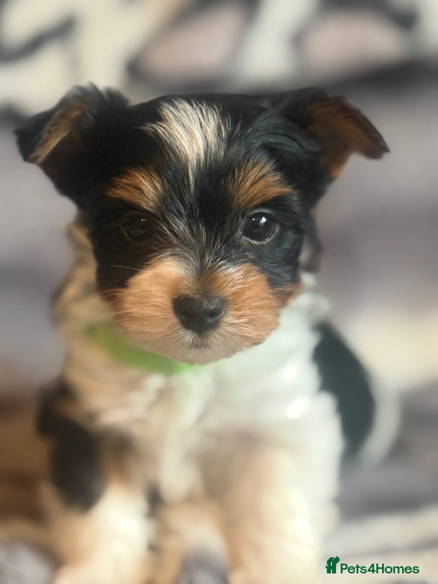 Biewer Terrier dogs  🐾🐶Beautiful Biewer Terrier Puppies🐾🐶 - Advert 2