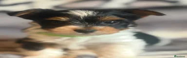 Biewer Terrier Puppy 4 (Theodore) 
