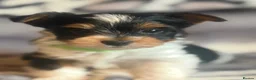 Biewer Terrier dogs for sale:  🐾🐶Beautiful Biewer Terrier Puppies🐾🐶 - Advert 14