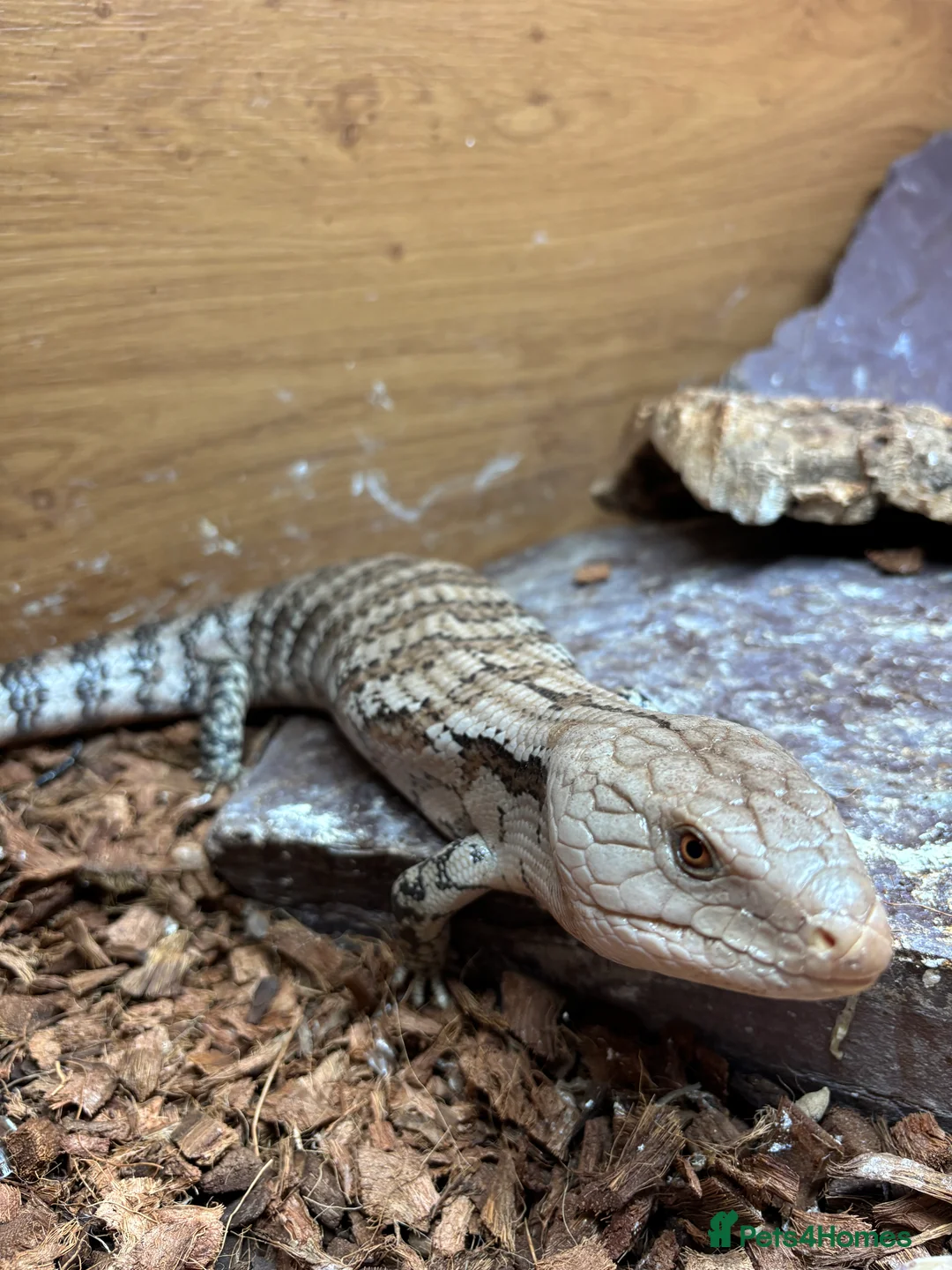 Skink reptiles for sale: Blue tounge skink - male - Advert 4