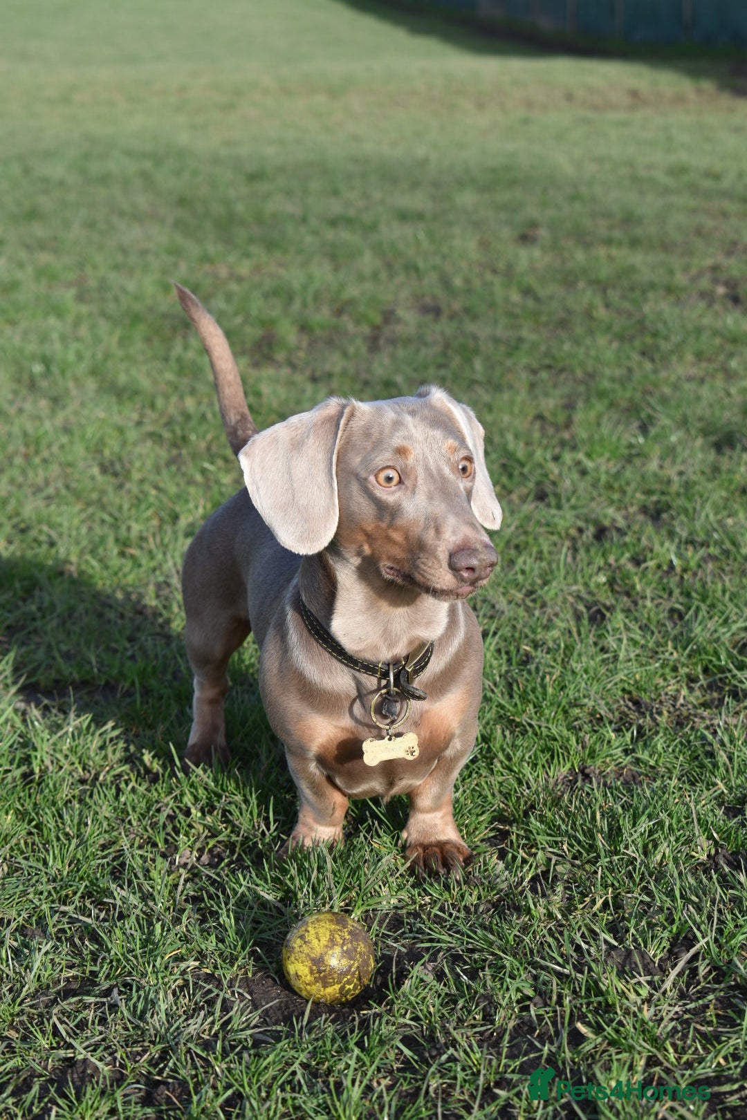 Dachshund dogs Vinny is available for stud! - Advert 6