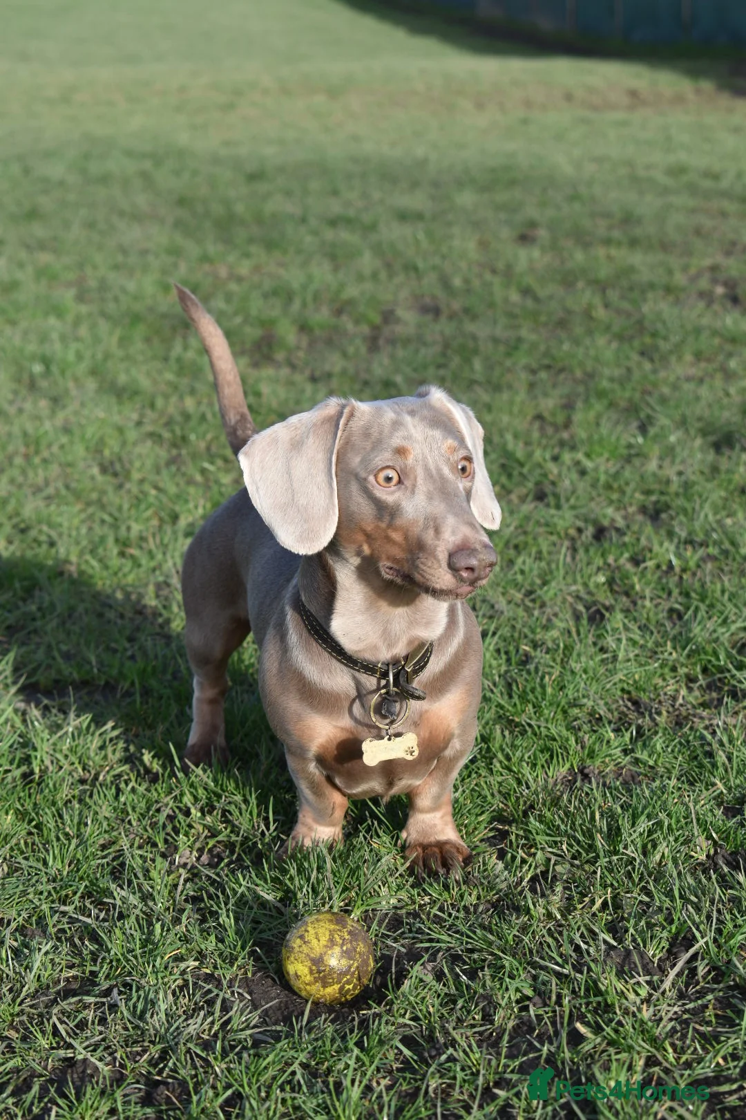 Dachshund dogs for stud: Vinny is available for stud! - Advert 1