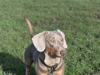 Dachshund dogs Vinny is available for stud! - Advert 6