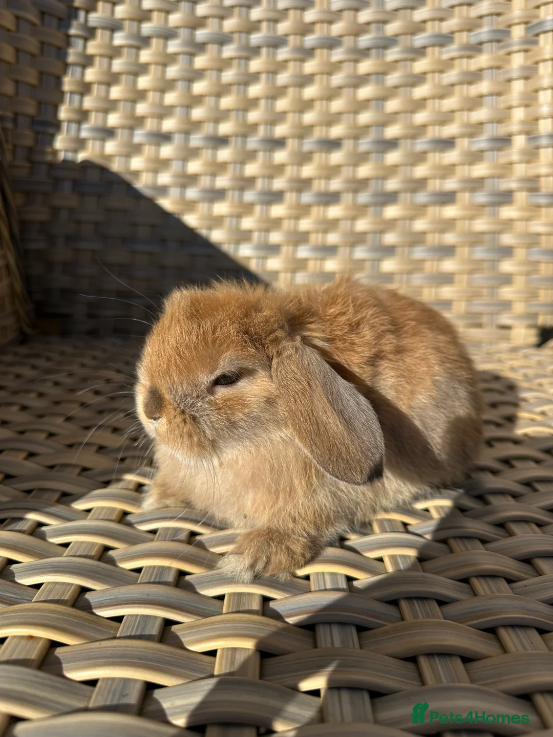 Mini Lop rabbits for sale: 4 handsome male mini lop baby brothers. - Advert 6