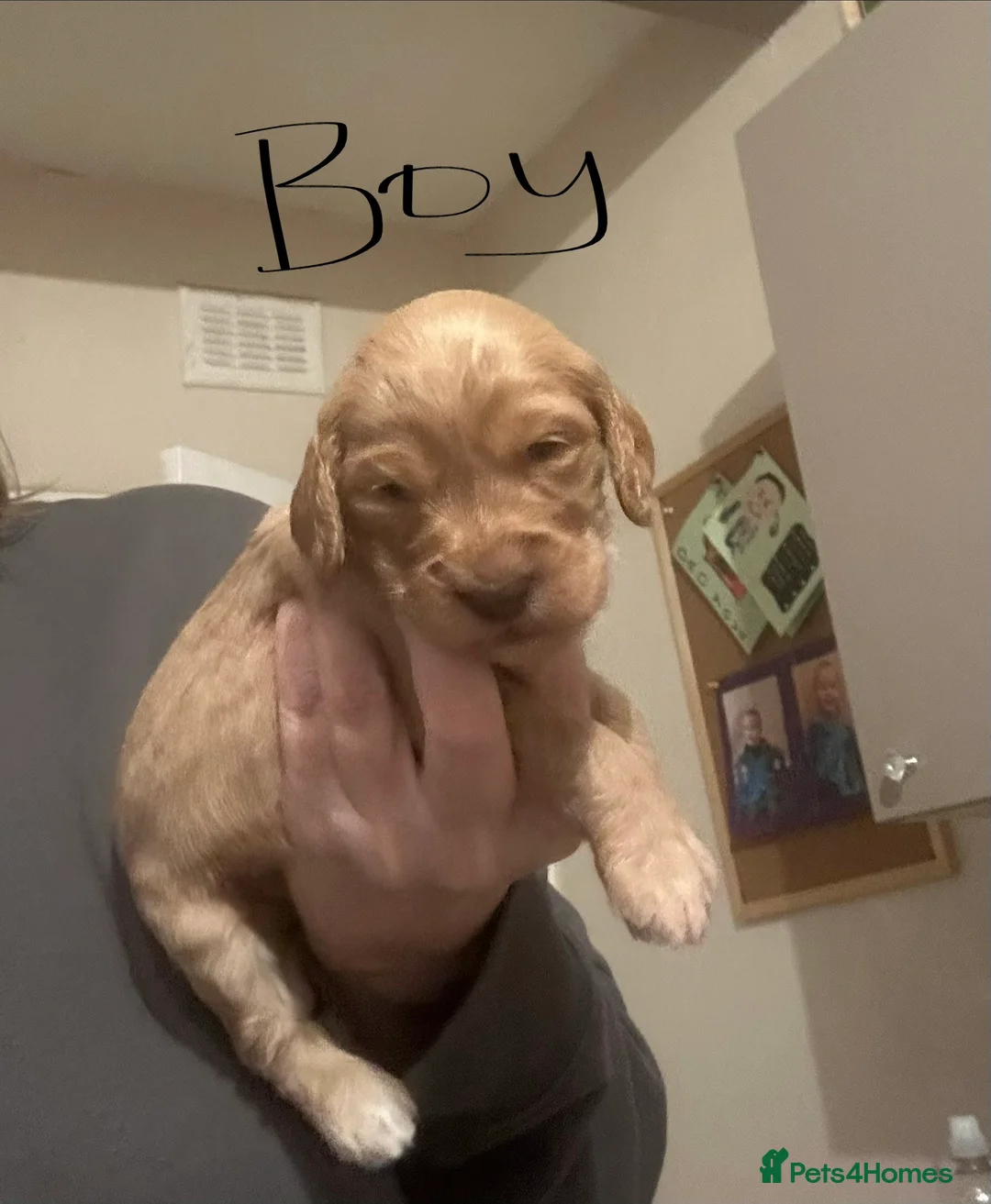 Cockapoo dogs for sale: Cockapoo puppies for sale  - Advert 11