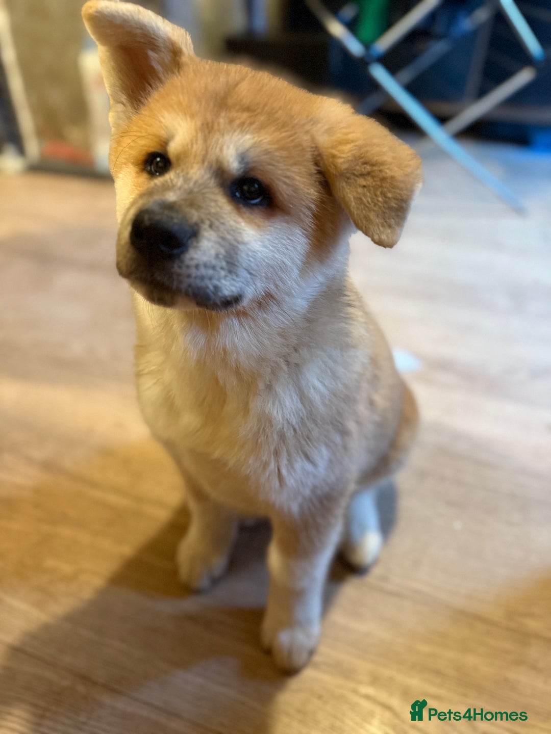 Akita dogs for sale: Akita puppy - Advert 1