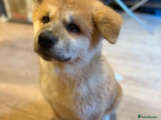 Akita dogs Akita puppy - Advert 2