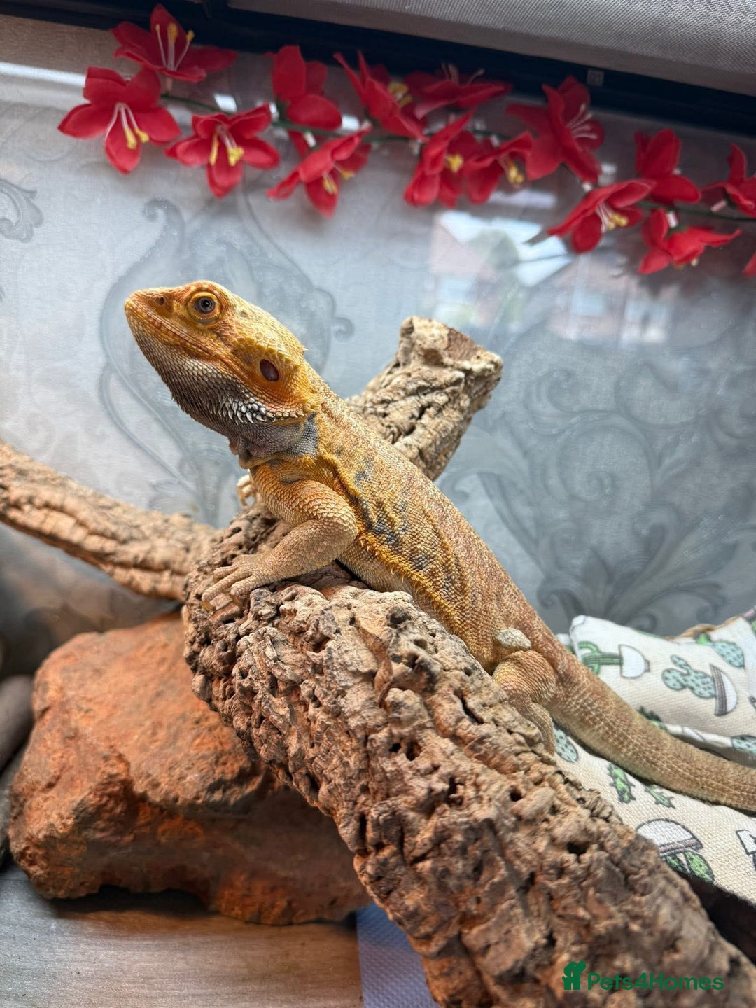 Bearded Dragon reptiles for sale: Bearded Dragon looking for home! - Advert 3