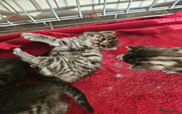 Mixed Breed cats for sale: Four beautiful kittens Ready to go - Image 8
