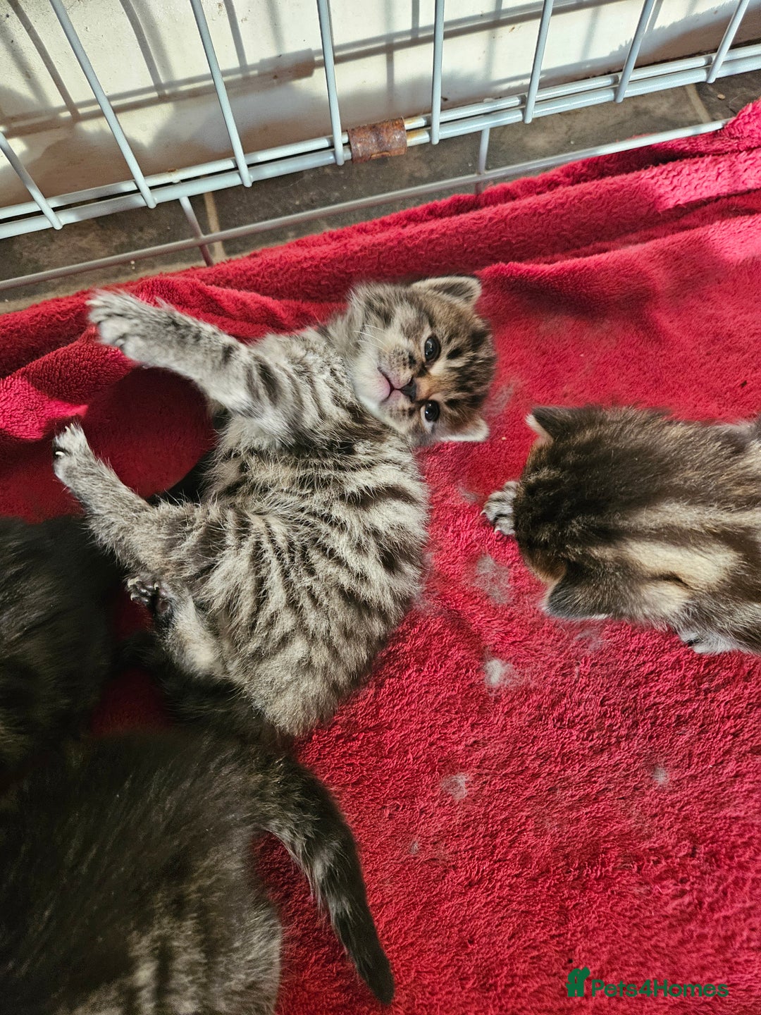 Mixed Breed cats for sale: Four beautiful kittens Ready to go - Image 8