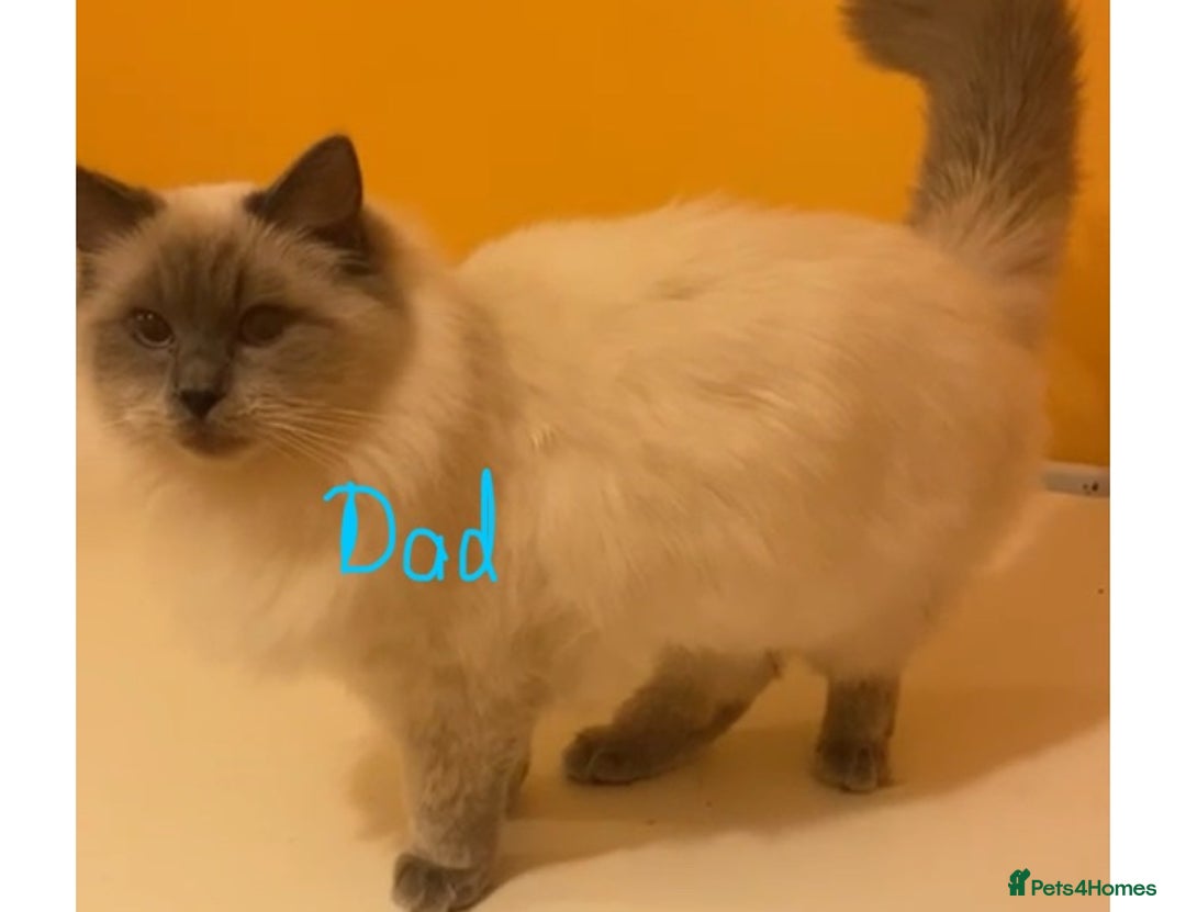 Ragdoll cats for sale: GCCF registered ChampionBloodline 5GENpedigree BSH - Image 13
