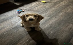 Cocker Spaniel dogs for sale: Show Cocker Spaniel Female - Image 2