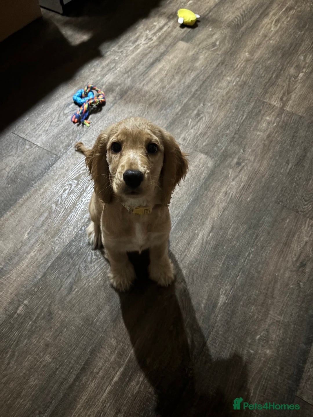 Cocker Spaniel dogs for sale: Show Cocker Spaniel Female - Image 2