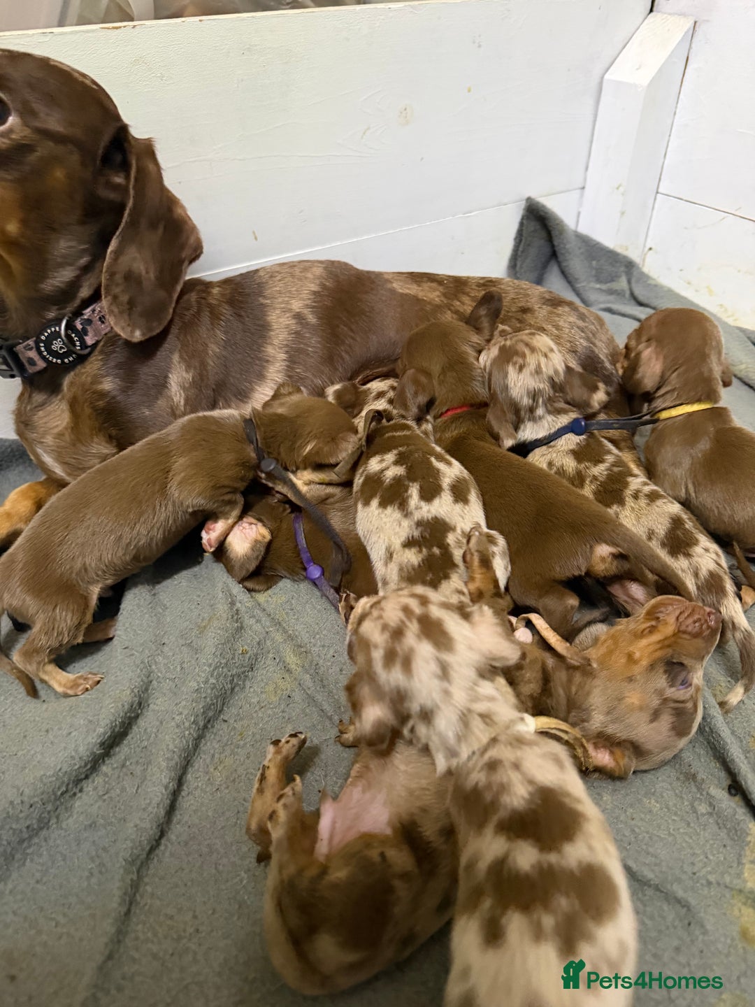 Miniature Dachshund dogs for sale: Miniature Dachshunds KC REG Dapple & Chocolate  - Advert 2