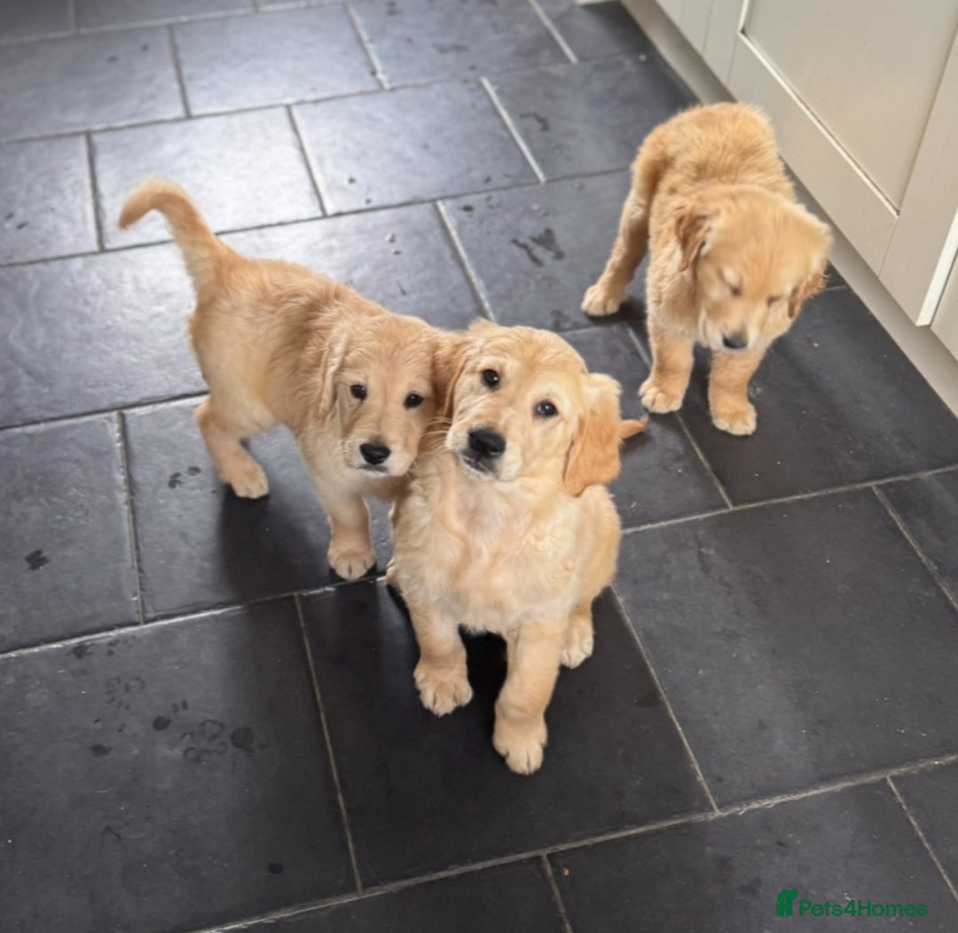 Golden Retriever dogs for sale: Healthy well socialised calm KC puppies - Image 34