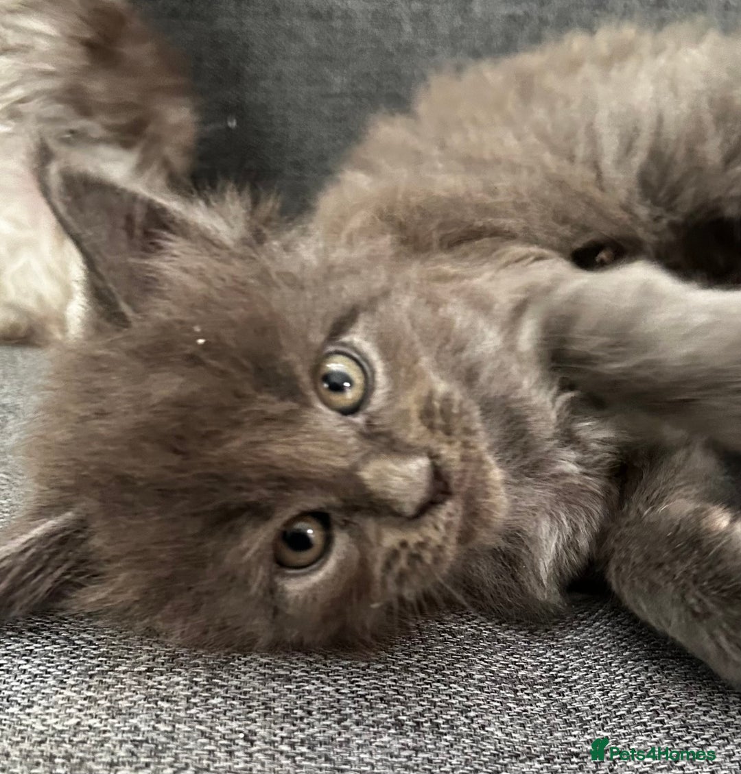 Maine Coon cats for sale: Beautiful Mainecoon’s available  - Advert 6