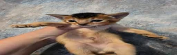 Abyssinian cats for sale: Abyssinian Kittens From Champion Bloodlines - Advert 24
