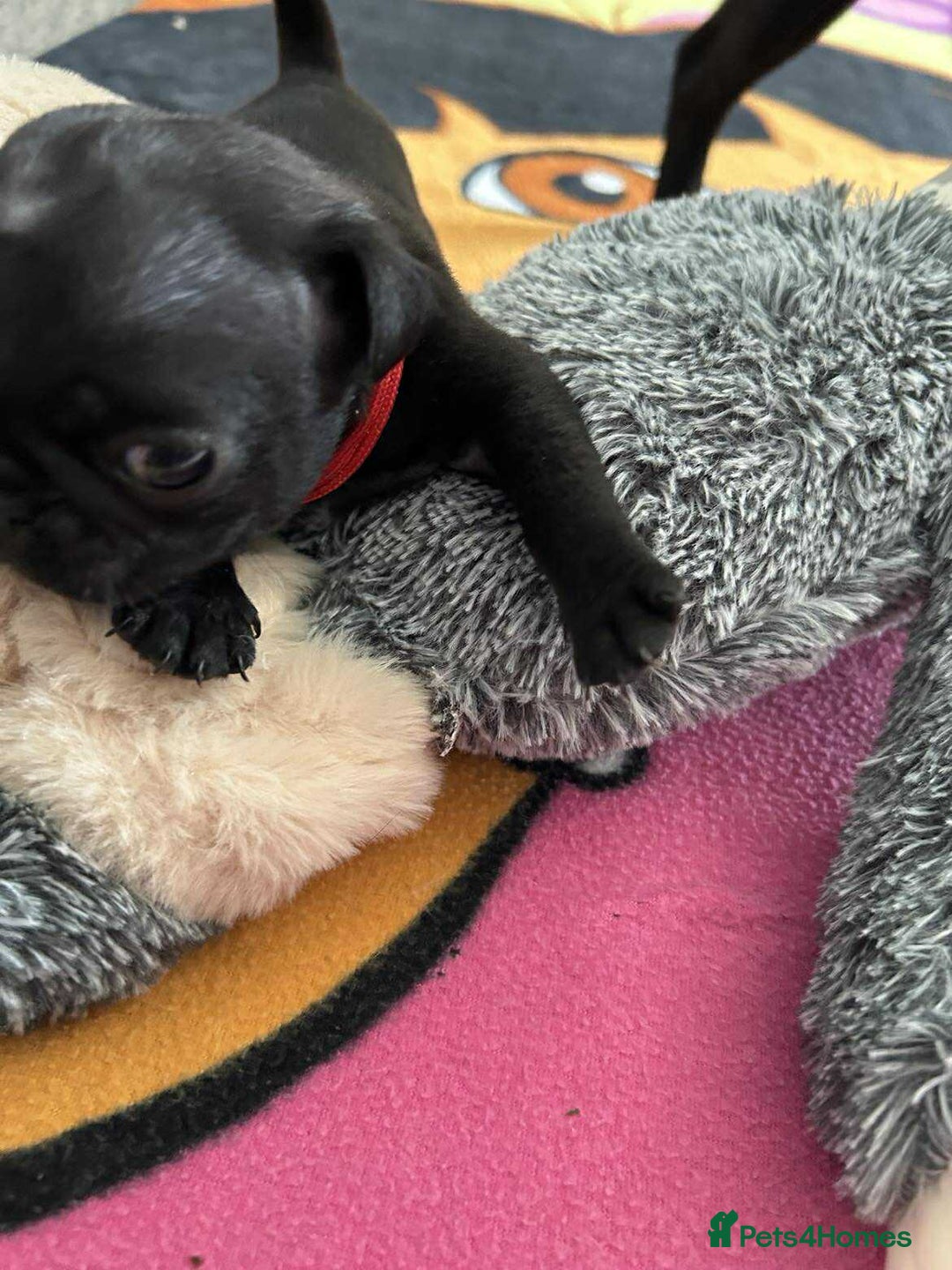 Pug dogs for sale: KCreg pug puppies for sale. - Image 13