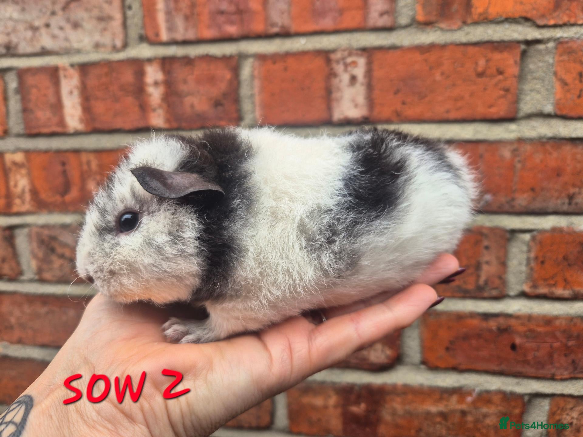 Guinea Pig rodents Various age piggies for sale - Advert 16