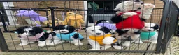Sheepadoodle dogs for sale: Beautiful F1 Sheepadoodles  - Advert 19