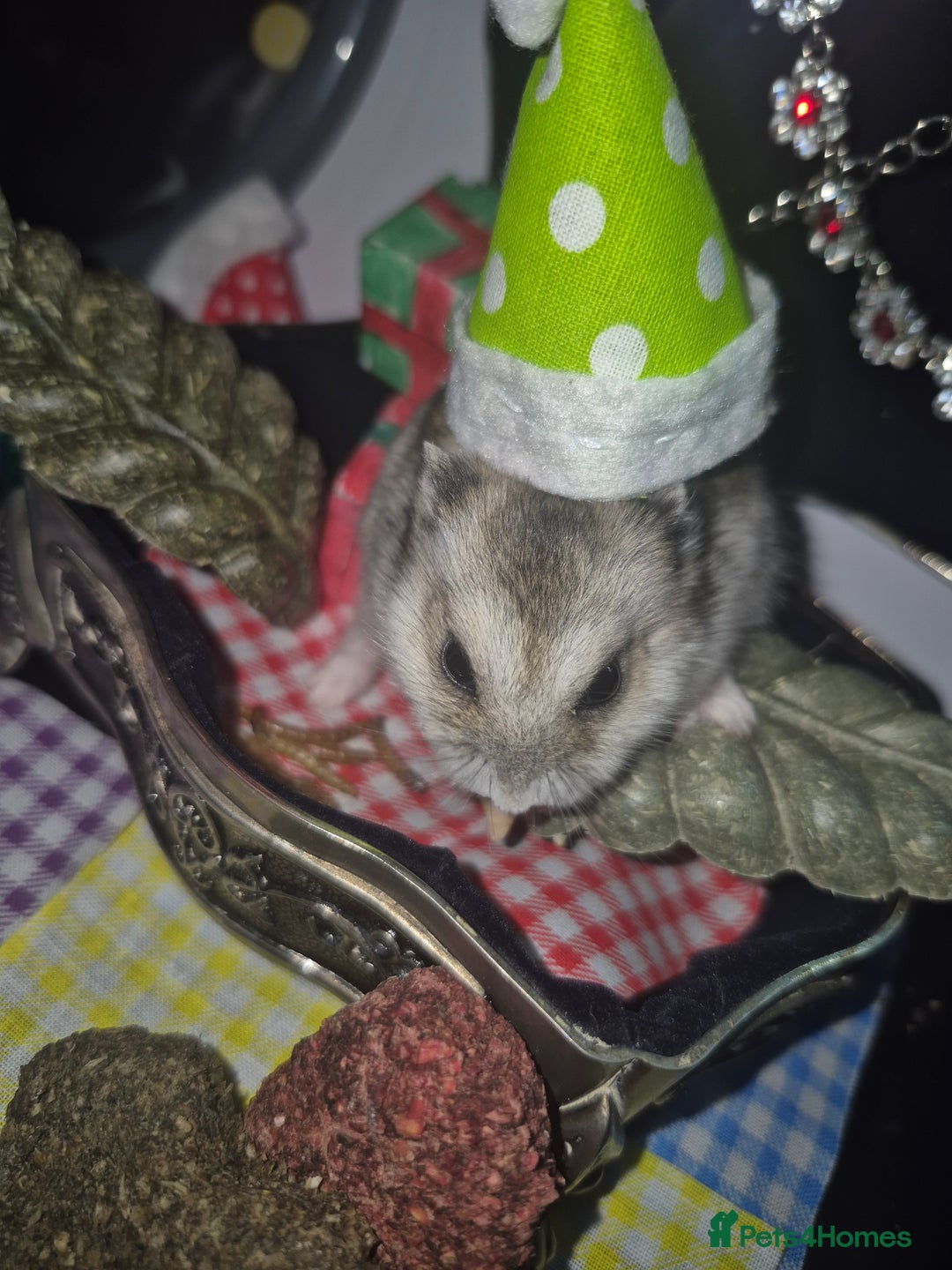 Hamster rodents for sale: Hamster for sale  - Advert 3