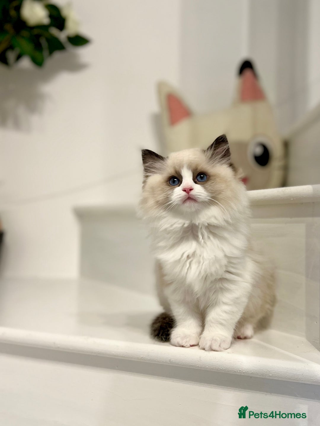 Ragdoll cats for sale: Exquisite Seal Bicolour Ragdoll Boys dolly face - Image 5