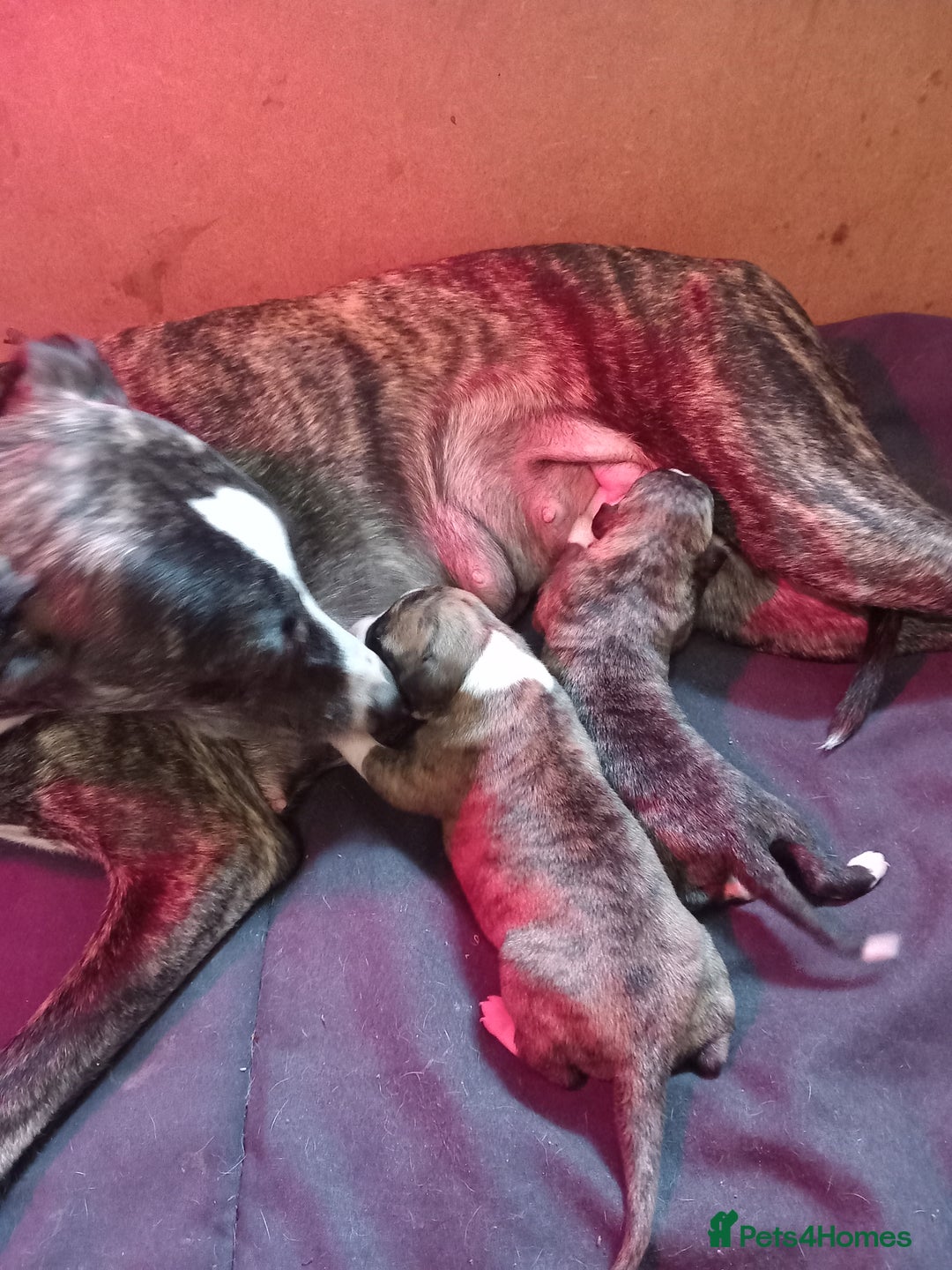 Whippet dogs for sale: Top Class Whippet Puppies bred from Champions - Image 5