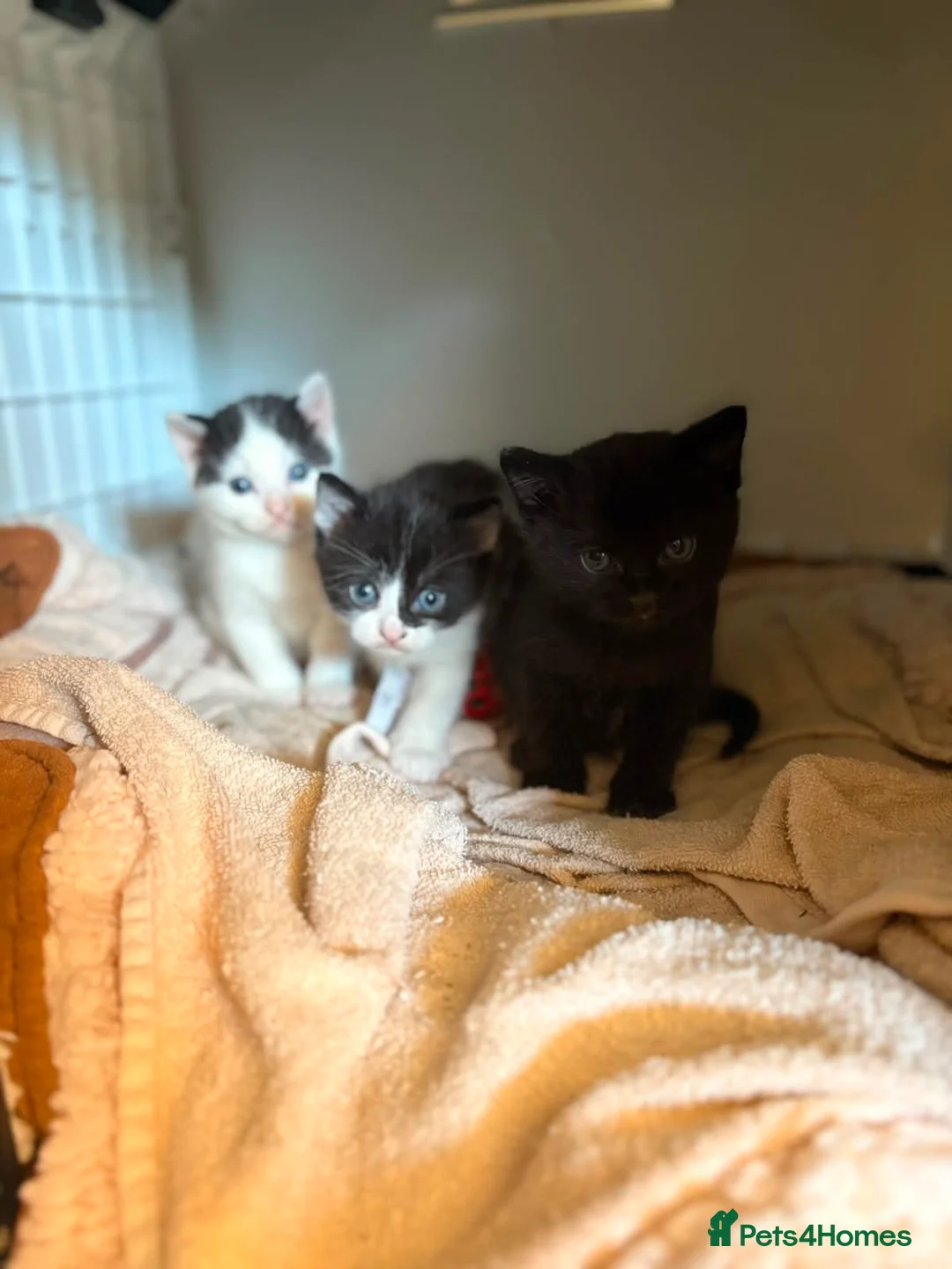 Mixed Breed cats for sale: Kittens for sale  - Advert 6