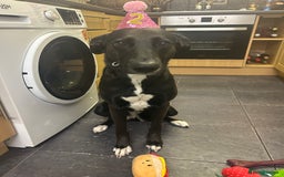 Mixed Breed dogs for sale: Maisie German Shepard X Dalmation - Advert 3