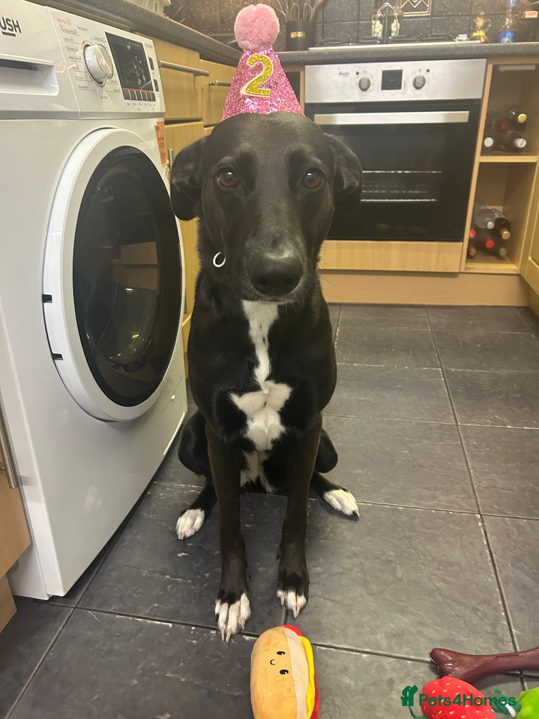 Mixed Breed dogs for sale: Maisie German Shepard X Dalmation - Advert 3