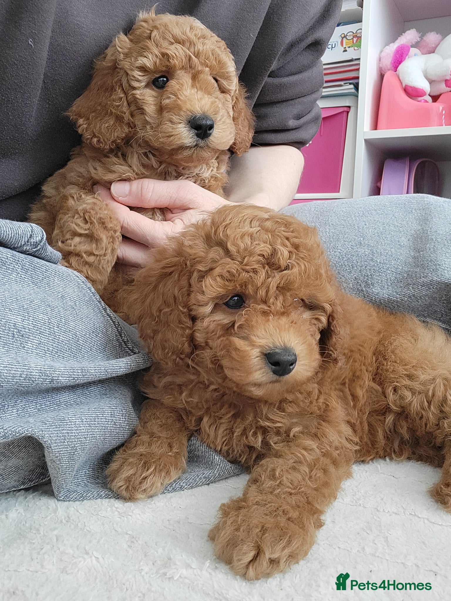 Toy Poodle dogs Adorable TOY POODLE pups - Advert 2