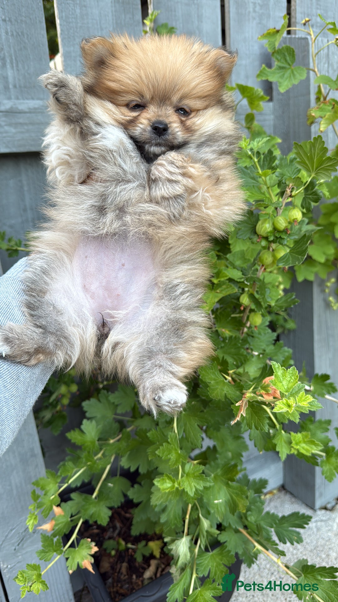 Pomeranian dogs for sale: Pomeranian boys - Image 13