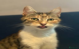 Bengal cats for sale: 2 beautiful Bengal mix - Image 7
