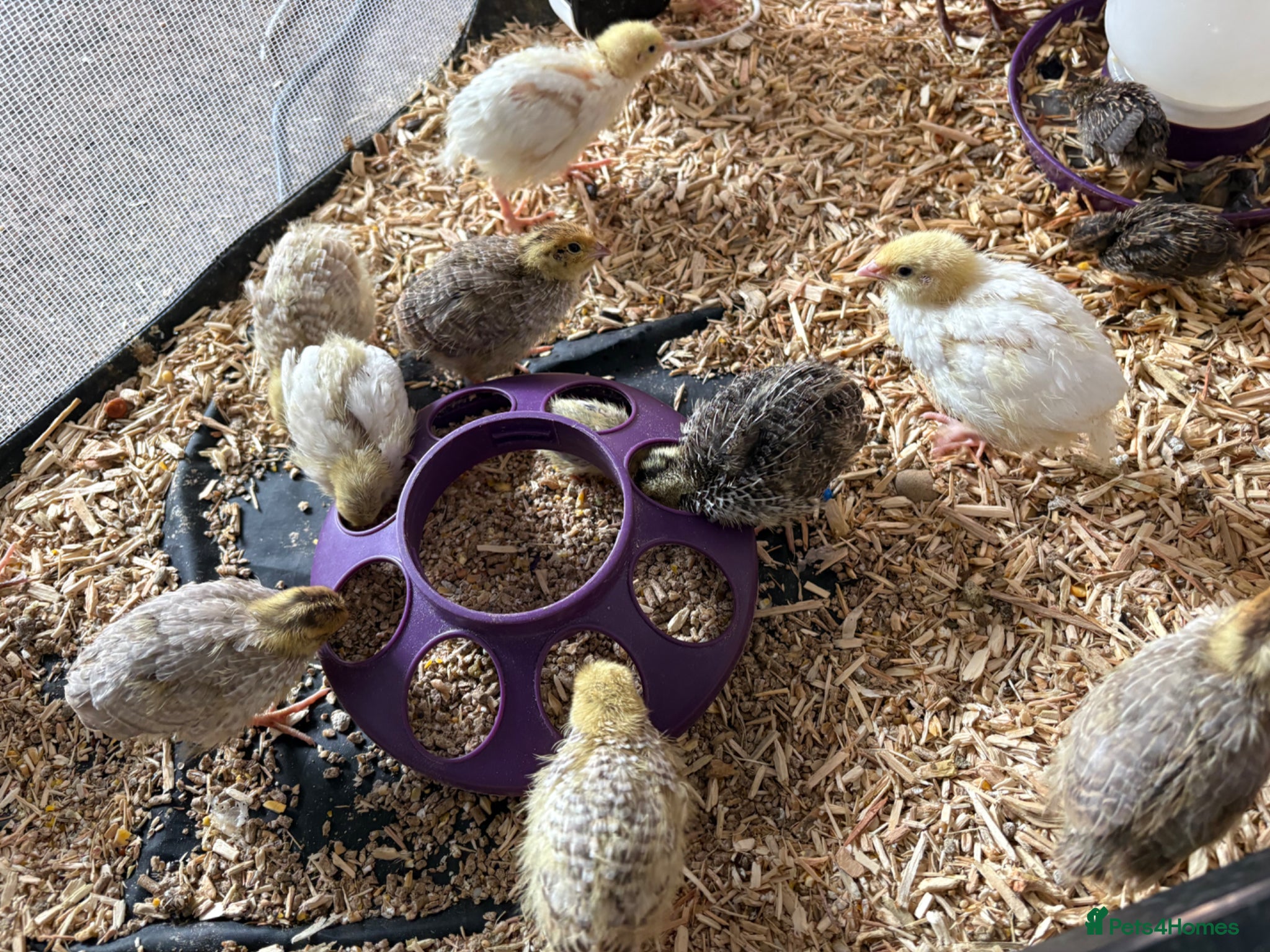 Quail poultry Coturnix Quail / English whits  - Advert 1