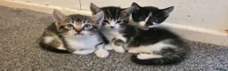 Mixed Breed cats for sale: Adorable Kittens Looking for Their Forever Homes  - Advert 2
