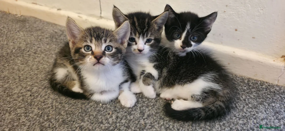 Mixed Breed cats for sale: Adorable Kittens Looking for Their Forever Homes  - Advert 2