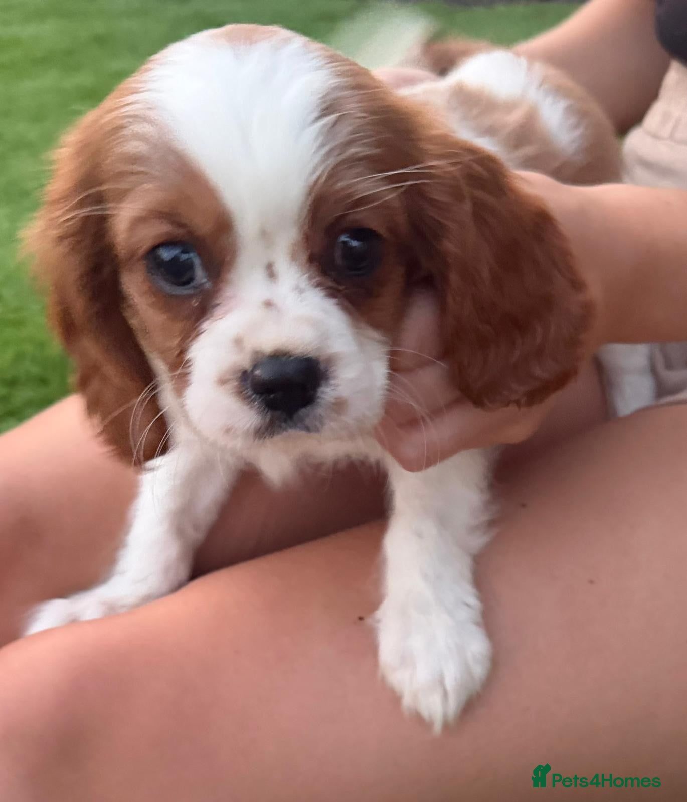 Cavalier King Charles Spaniel dogs Cavalier King Charles puppy’s - Advert 14