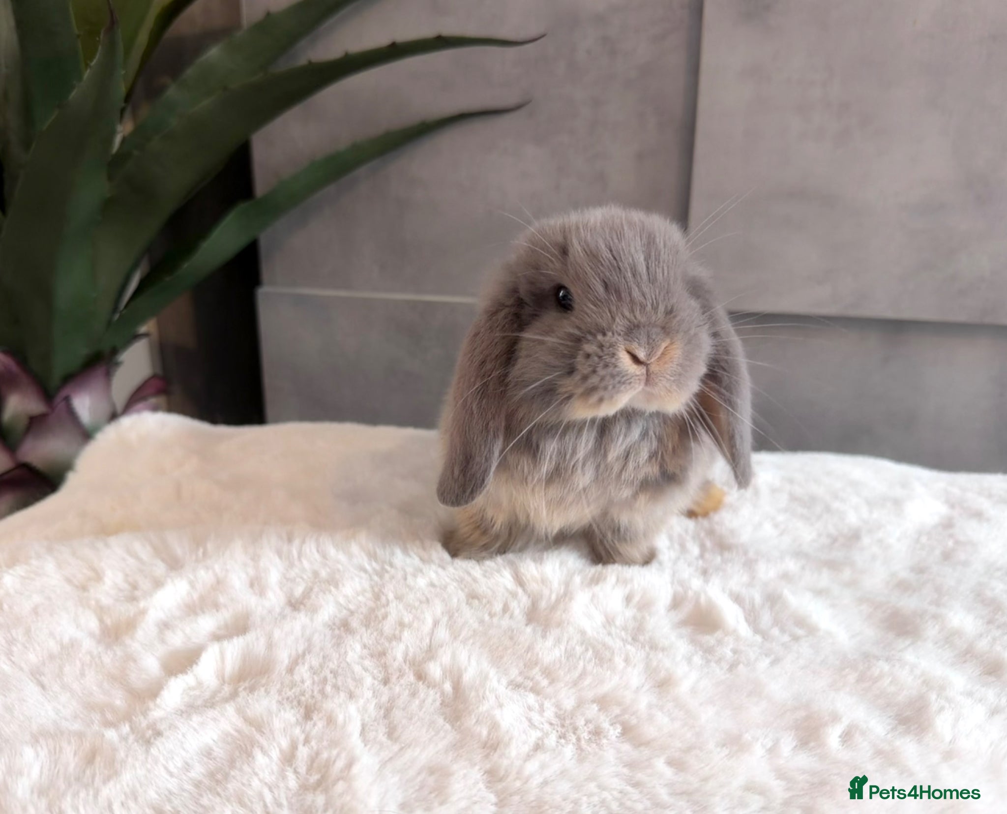 Mini Lop rabbits Minilop babies (friendly & super tame) - Advert 20