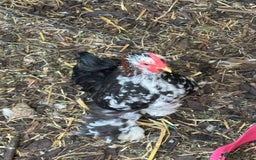 Chickens poultry for sale: Cockerel - free to a good home  - Image 3