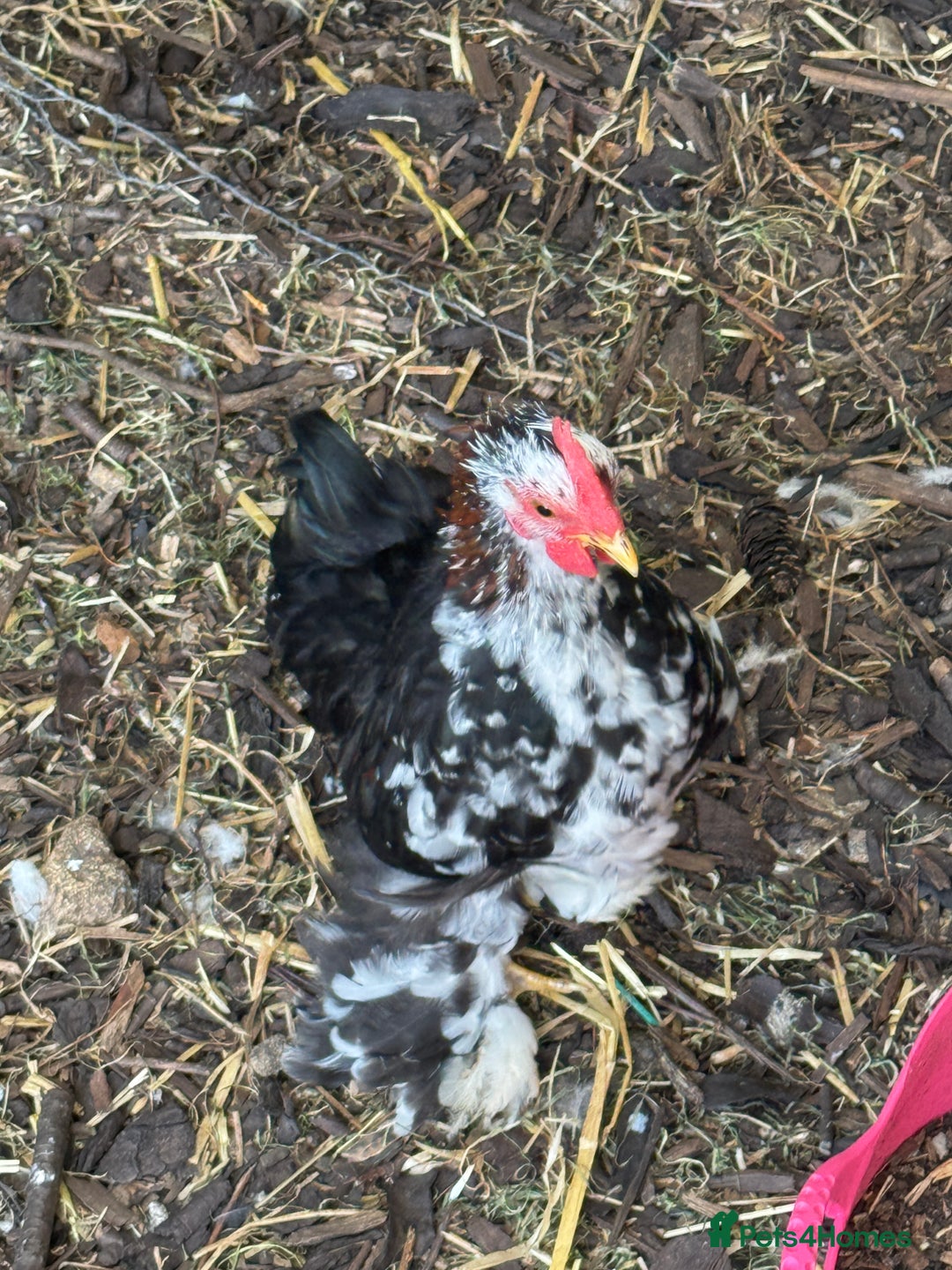 Chickens poultry for sale: Cockerel - free to a good home  - Image 3