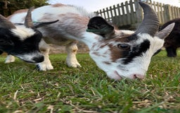 Goats livestock for sale: Pygmy Goats - Image 2